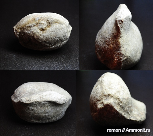 девон, наутилоидеи, Devonian, Discosorida, Evlanoceras