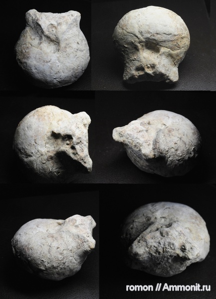 девон, наутилоидеи, Devonian, Discosorida, Evlanoceras, Evlanoceras evlanense