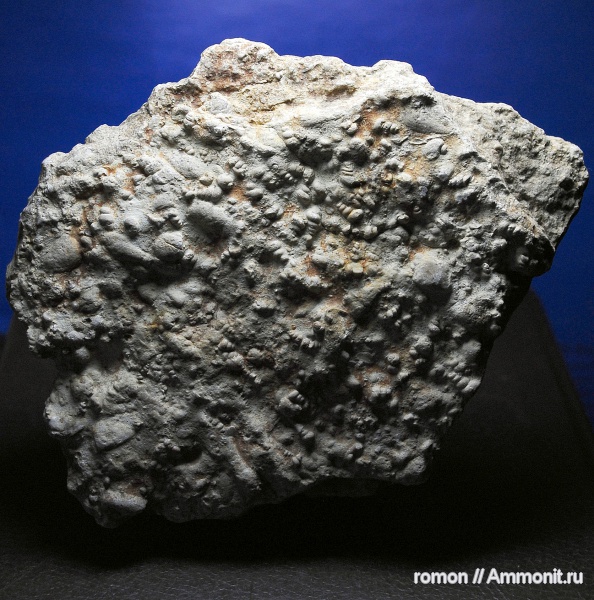 гастроподы, девон, брюхоногие моллюски, Devonian