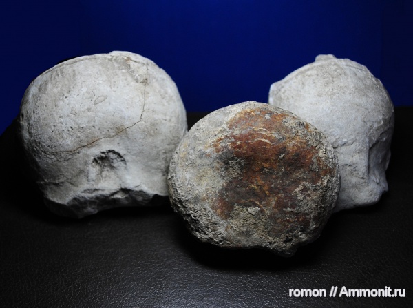 девон, наутилоидеи, Devonian, Discosorida, Evlanoceras, Evlanoceras evlanense