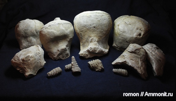 девон, наутилоидеи, Devonian, Discosorida, Evlanoceras, Evlanoceras evlanense