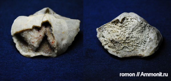 Spiriferida, ручной аппарат, brachiopod lophophore