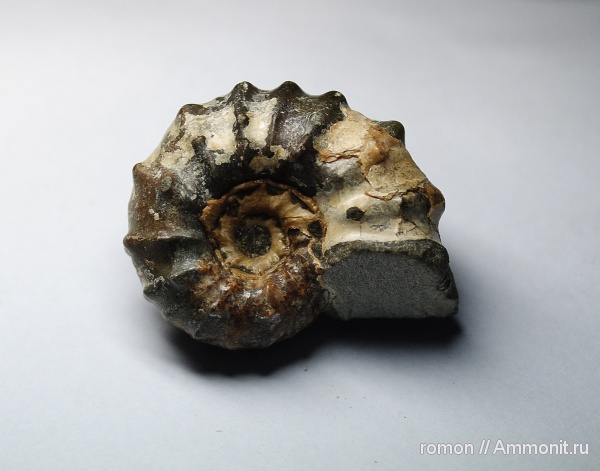 аммониты, Ammonites