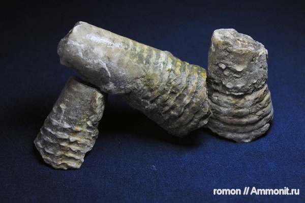 девон, наутилоидеи, Devonian