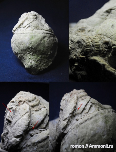 девон, кораллы, наутилоидеи, Devonian, Discosorida, Evlanoceras, Evlanoceras evlanense