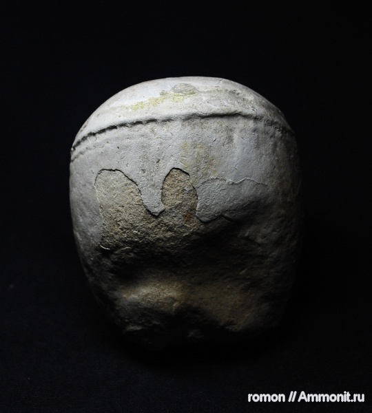 моллюски, девон, прямораковинные головоногие, Devonian, отпечатки мускулов, Discosorida, Cyclopites, Cyclopoceras, Cyclopoceras abundans