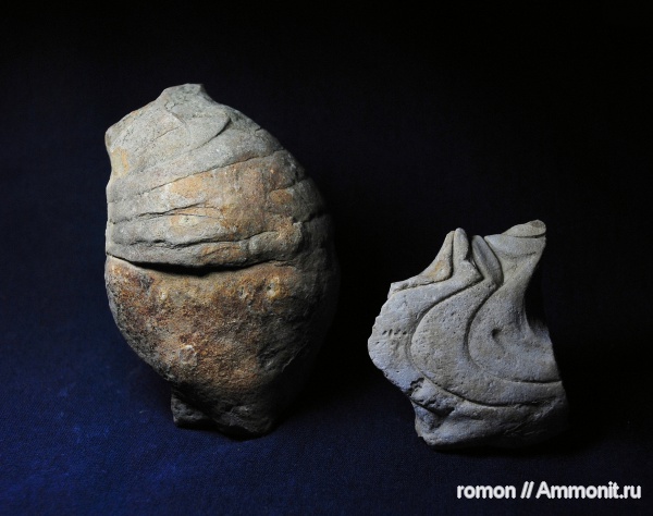 аммониты, девон, наутилоидеи, Devonian, Goniatitida, Ammonoidea, Ammonites, аммоноидеи