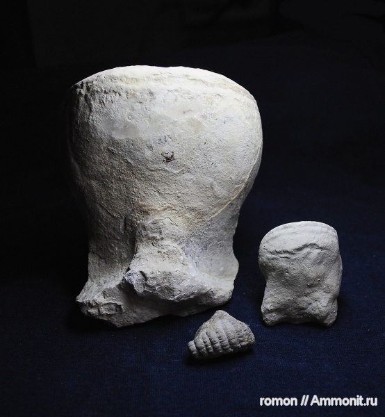 девон, наутилоидеи, Devonian, Discosorida, Evlanoceras, Evlanoceras evlanense