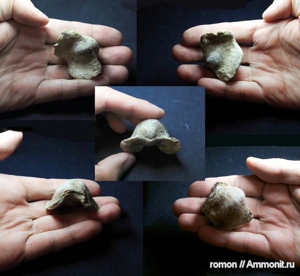 брахиоподы, девон, Devonian, Atrypa, Atrypida