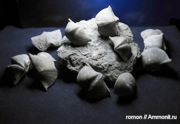 брахиоподы, девон, Devonian, Cyrtospirifer, Spiriferida