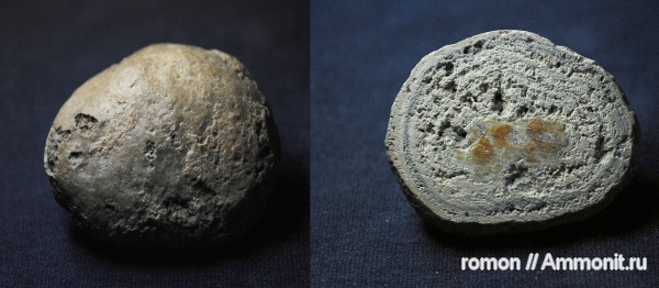 мел, водоросли, Porosphaera, Cretaceous