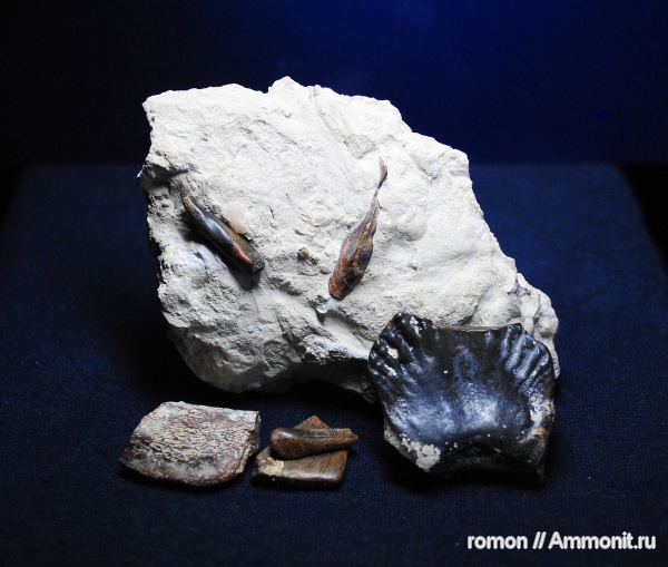 девон, Devonian, плакодермы, Placodermi, Dipnoi, Ptyctodus, Chirodipterus
