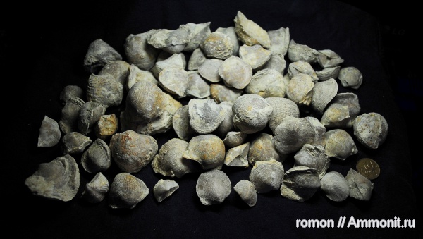 брахиоподы, девон, Devonian, Cyrtospirifer, Atrypa, Spiriferida, Atrypida