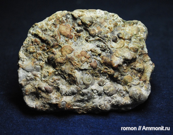 девон, Devonian, Ammonoidea