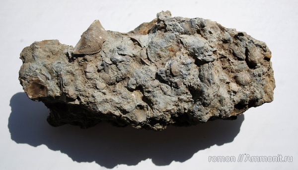 брахиоподы, девон, Devonian, Cyrtospirifer, Spiriferida