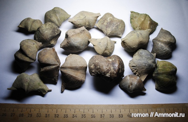 брахиоподы, девон, Devonian, Cyrtospirifer, Spiriferida