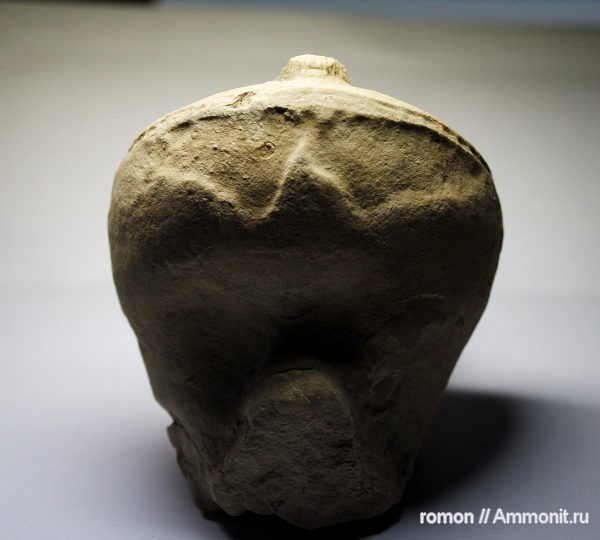 девон, наутилоидеи, Devonian, Discosorida, Taxyceratidae, Evlanoceras, Evlanoceras evlanense