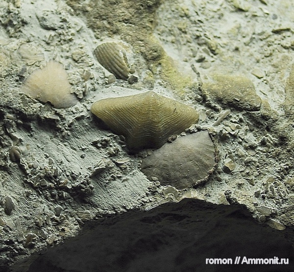 брахиоподы, девон, Devonian, Athyridida, Anathyris