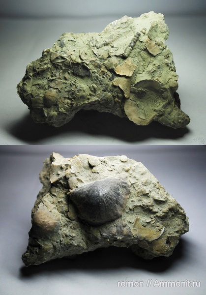 брахиоподы, девон, Devonian, Strophomenida, Douvillina