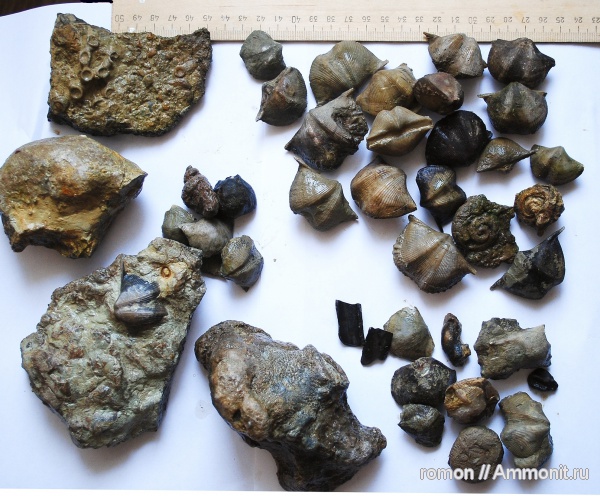 брахиоподы, девон, Devonian, Cyrtospirifer, Spiriferida