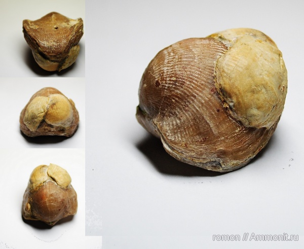 брахиоподы, девон, Devonian, Craniida, Atrypida, обрастание, брахиопода-прилипала, encrustation of brachiopods, Epizoans