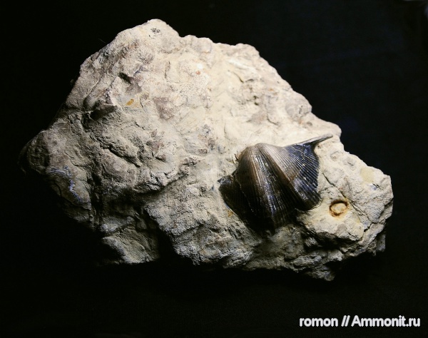 брахиоподы, девон, Devonian, Cyrtospirifer, Spiriferida