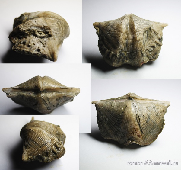 брахиоподы, девон, Devonian, Cyrtospirifer, Spiriferida, обрастание, encrustation of brachiopods, Epizoans