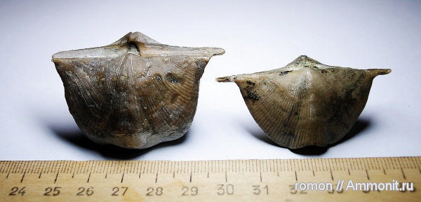 брахиоподы, девон, Devonian, Cyrtospirifer, Spiriferida