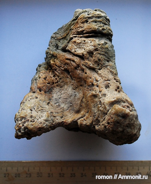 девон, Devonian, Alveolites