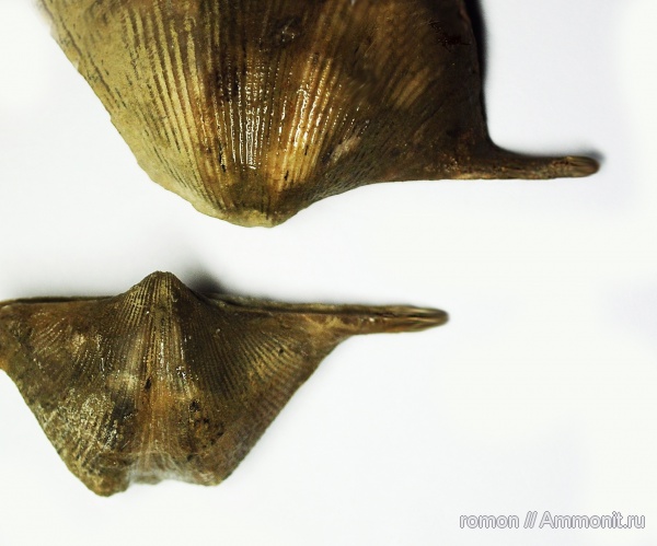 брахиоподы, девон, Devonian