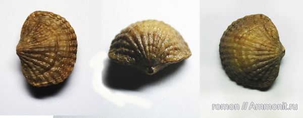 брахиоподы, девон, Devonian, Atrypida, Spinatrypa