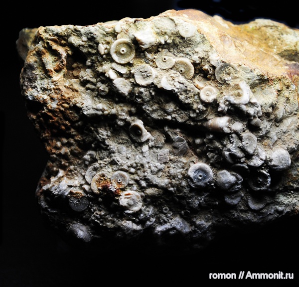 морские лилии, иглокожие, девон, криноидеи, Devonian