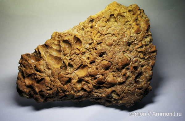 девон, беллерофоны, Devonian