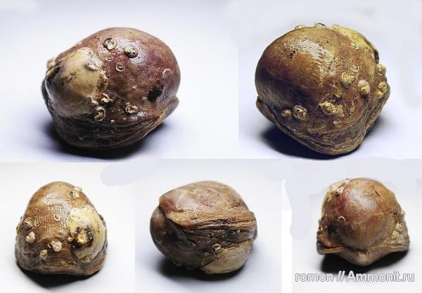 брахиоподы, девон, Devonian, Microconchida, Craniida, Atrypida, обрастание, брахиопода-прилипала, encrustation of brachiopods, Epizoans, Palaeoconchus, Двустворка-прилипала