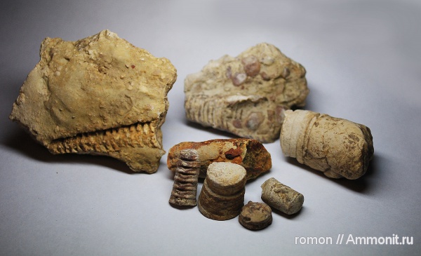 девон, головоногие моллюски, Devonian