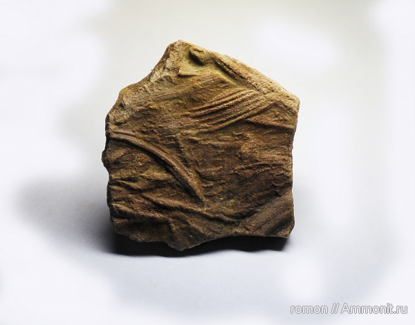 девон, Devonian, ихнофоссилии