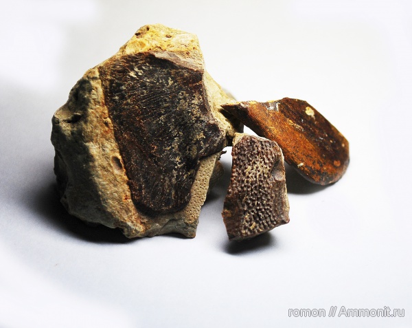 девон, Devonian, плакодермы