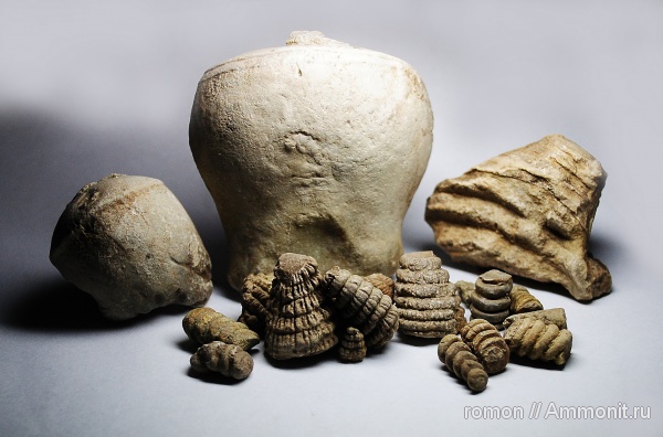 девон, наутилоидеи, Devonian, Discosorida, Cyclopites, Taxyceratidae, Evlanoceras, Evlanoceras evlanense