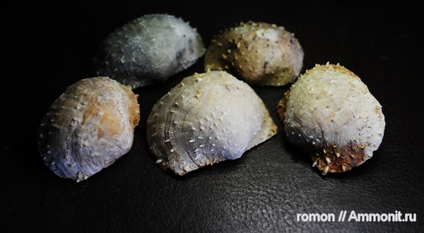 брахиоподы, девон, Devonian, Productida