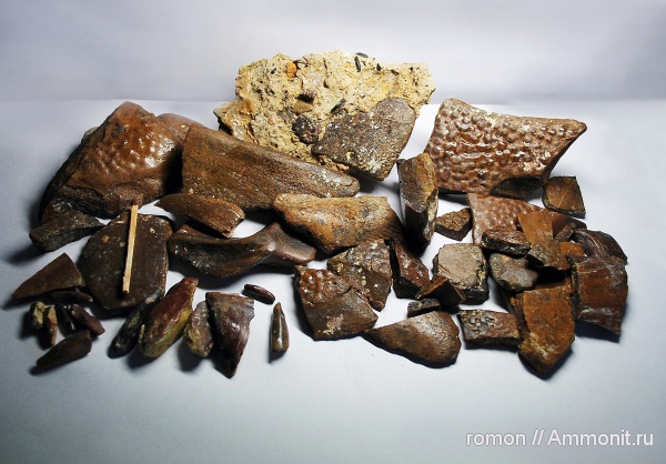 девон, Devonian, плакодермы, Ptyctodus