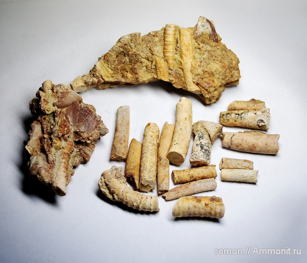 морские лилии, иглокожие, девон, криноидеи, Devonian