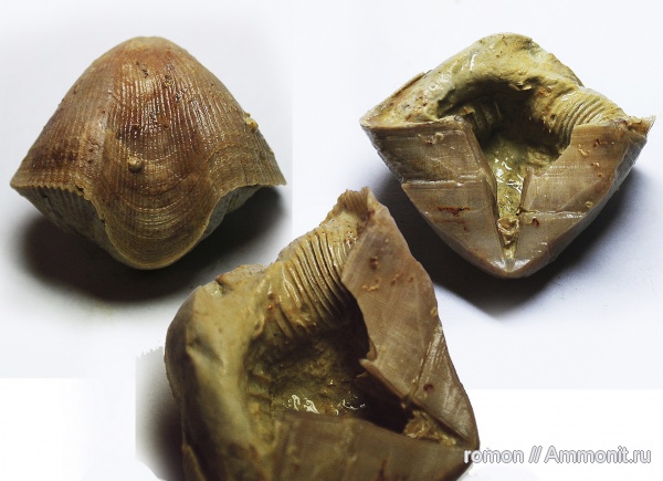 брахиоподы, девон, Devonian, Cyrtospirifer, Spiriferida, ручной аппарат, brachiopod lophophore