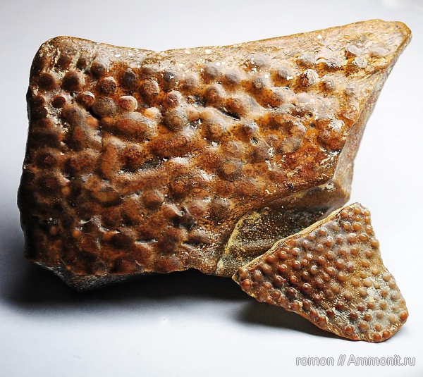 девон, Devonian, плакодермы, Ptyctodus