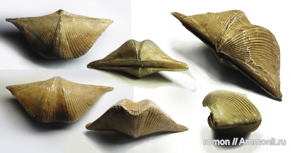 брахиоподы, девон, Devonian, Cyrtospirifer, Cyrtospirifer rudkinensis, Spiriferida