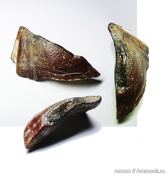 девон, Devonian, плакодермы