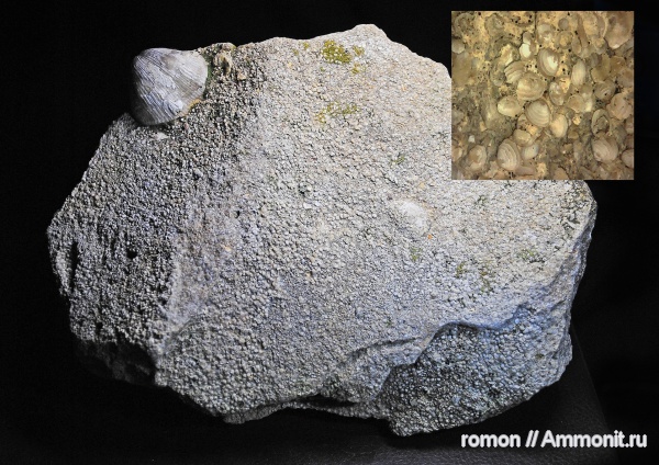 девон, Devonian, конхостраки