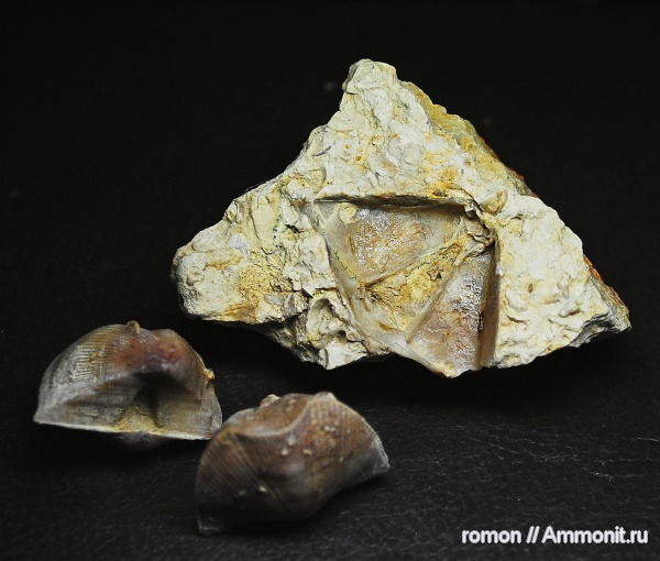 брахиоподы, девон, Devonian