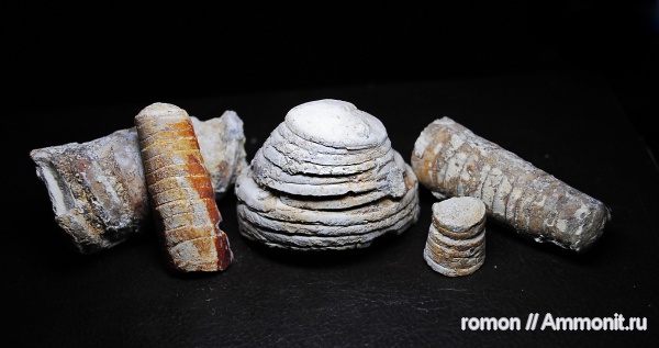 девон, головоногие моллюски, Devonian
