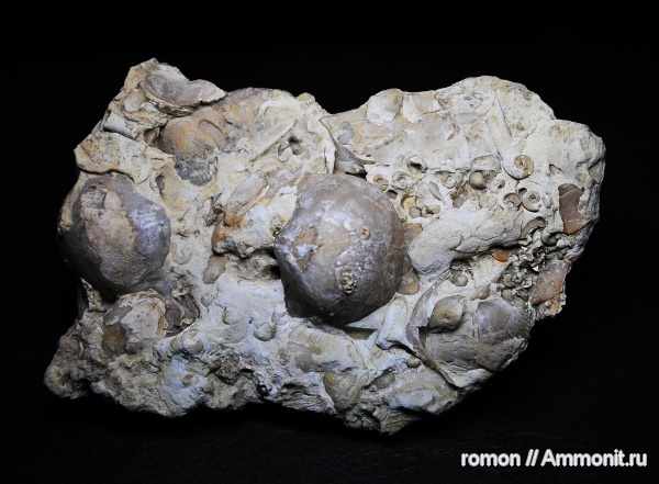 брахиоподы, девон, Devonian