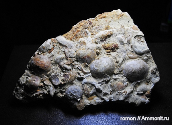 брахиоподы, девон, Devonian